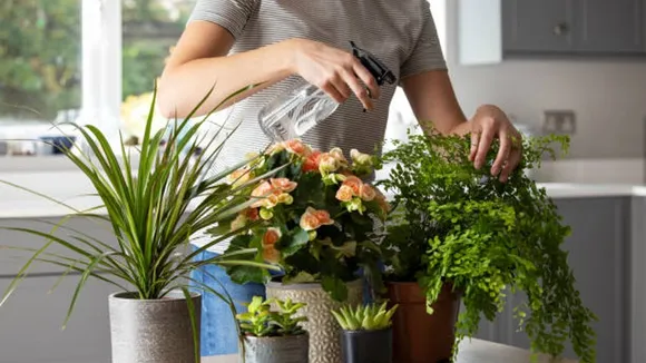 house plants