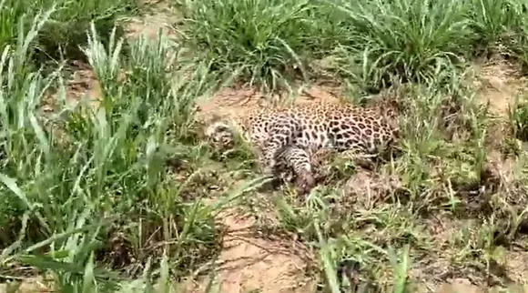 Leopard