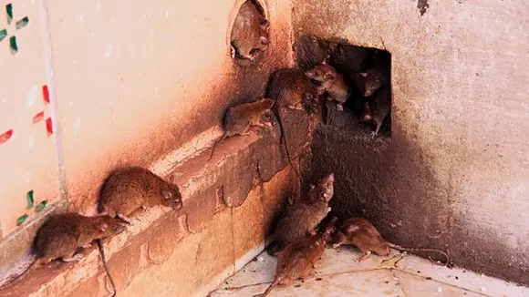 Common steps that keeps rodents away