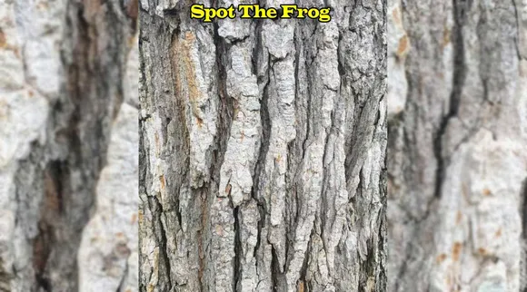A Frog 1