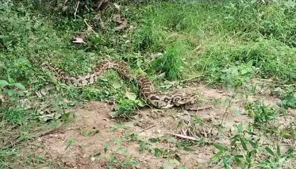 Coimbatore python