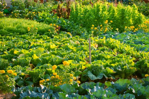 vegetable garden