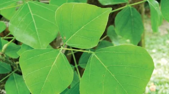 Mullu murungai.jpg