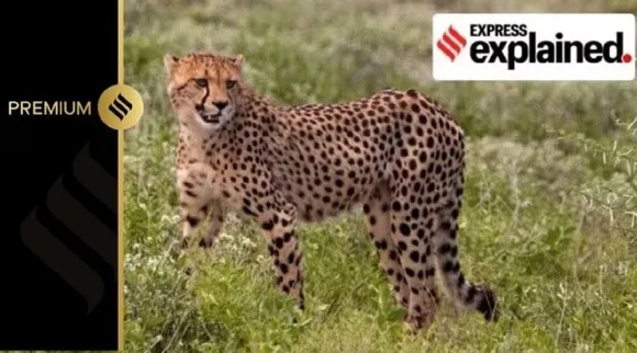 project cheetah