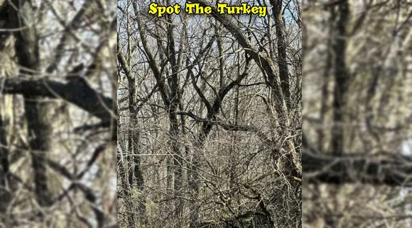 A Turkey 1