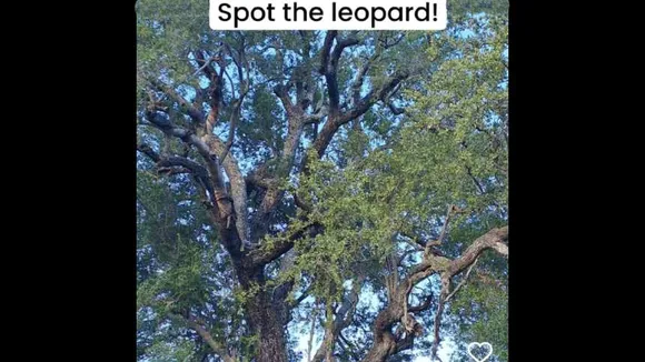 Leopard
