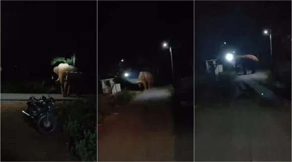 tusker wandering