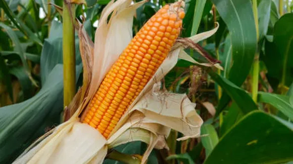 corn