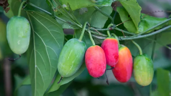 ivy gourd