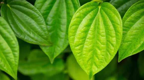 betel