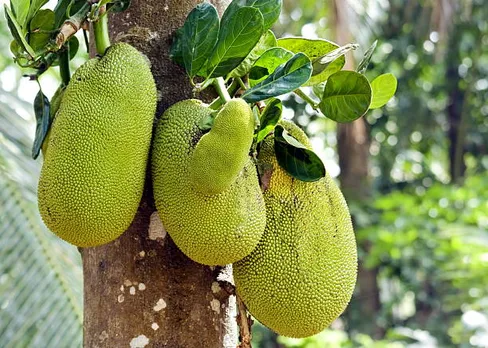 jackfruit