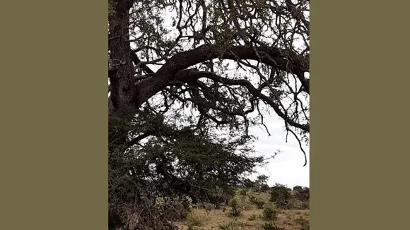 spot the Leopard