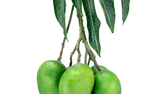 mango leaves