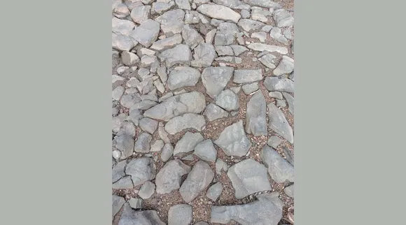 A Snake 1