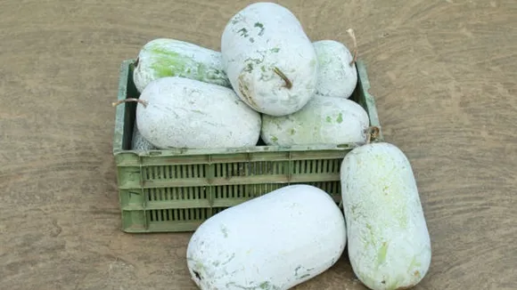 ash gourd