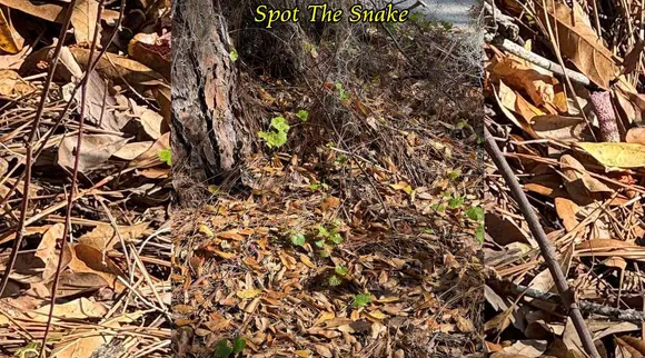 A Snake 