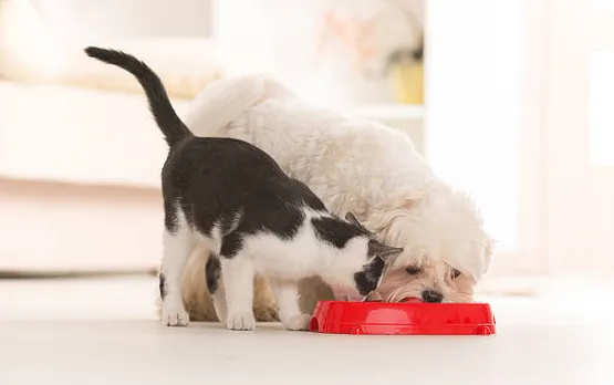 pets
