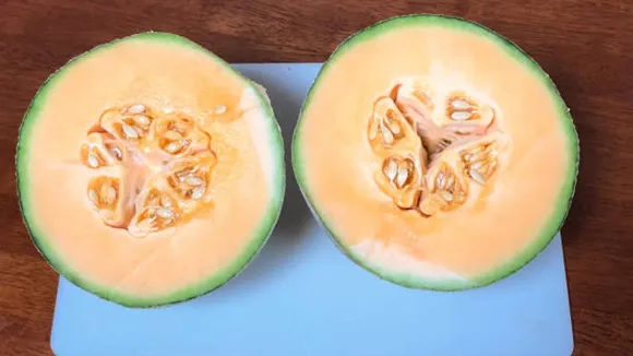 cantaloupe