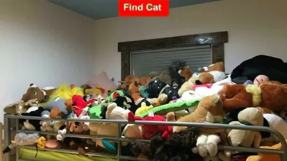 cat