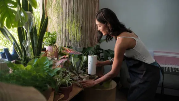 house plants