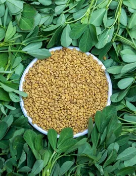 methi leaves