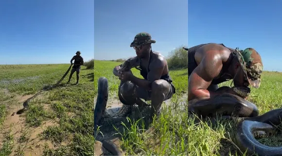 anaconda