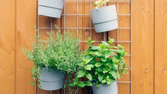 plants