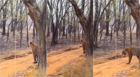 Tiger mimic like deer