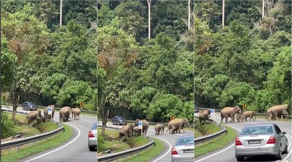 elephants crosses