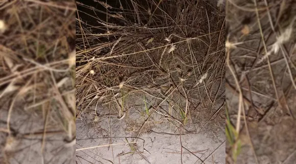 A Snake A
