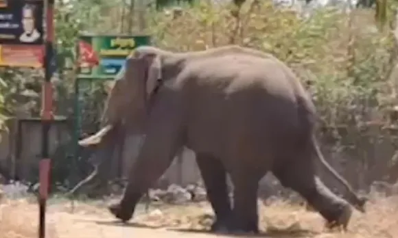 elephant 