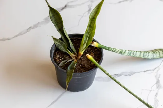 house plants