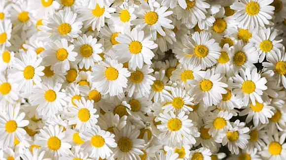 chamomile