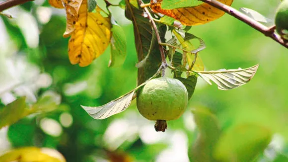 guava leaves