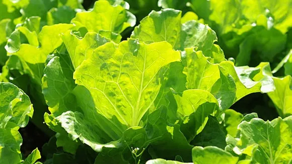 lettuce
