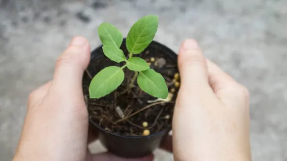 tulsi