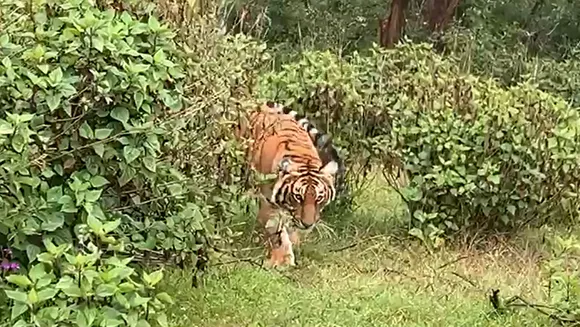Coimbatore Anaimalai Wild Animals