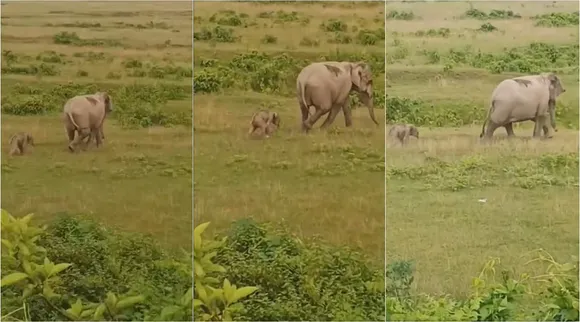 elephant calf 1