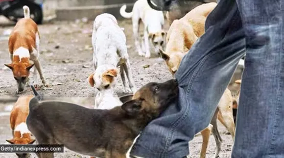 Chennai Dog Bites