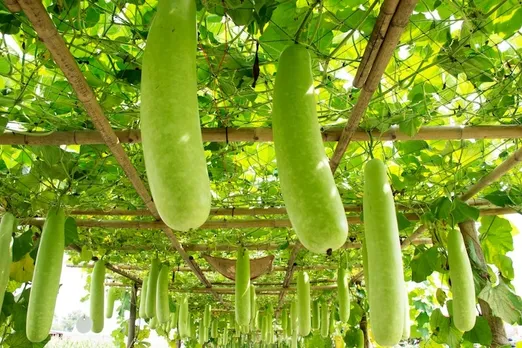 Bottle gourd