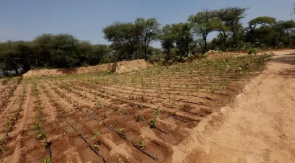 NSG invasive vilayati kikar to regreen 5 km stretch of Manesar campus with local trees Tamil News 