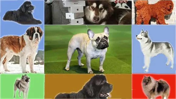 dogs 9 breed II