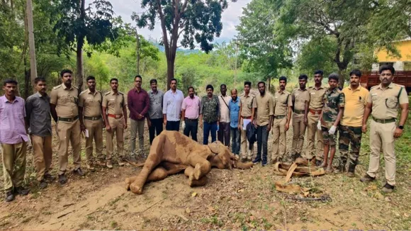 Elephant death