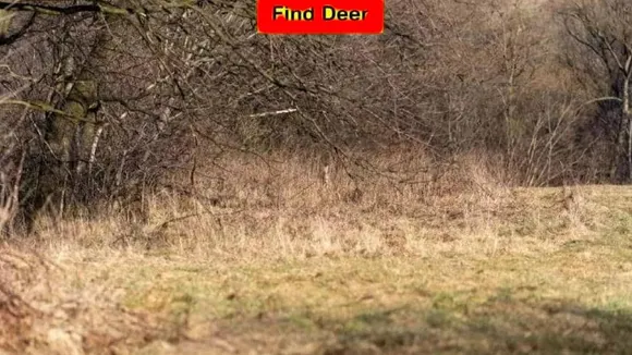 Deer 1
