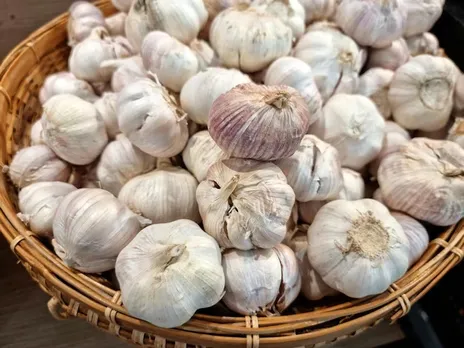 garlic 