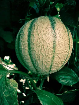 muskmelon