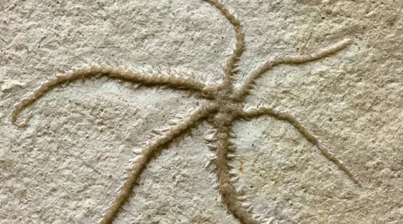 starfish.jpg