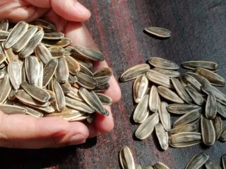 sunflower seeds