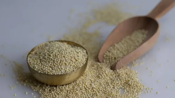 foxtail millet