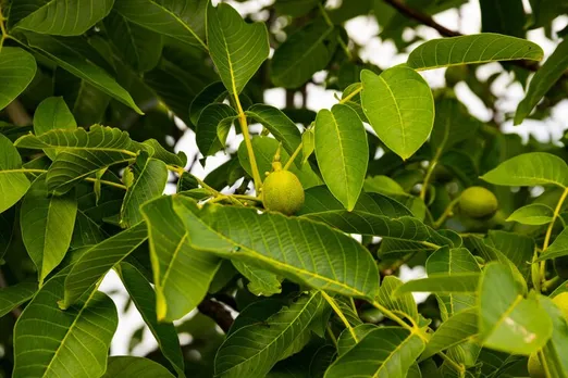 Guava